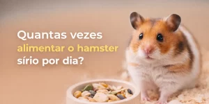 Hamster sírio ao lado de tigela com sementes e rações variadas