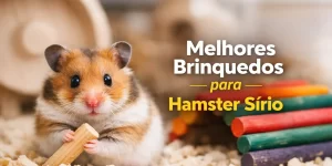 Hamster Sírio marrom e branco segurando madeira, sentado em cavacos com brinquedos coloridos ao fundo.
