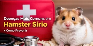 Hamster sírio ao lado de kit de primeiros socorros com doenças e cuidados