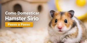 Hamster sírio em ambiente acolhedor com casa e roda de exercício