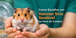 Hamster sírio laranja e branco sendo segurado em mãos humanas com roda ao fundo