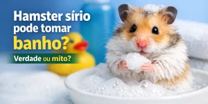 Hamster sírio brincando com bolhas em prato raso, cercado por banho divertido