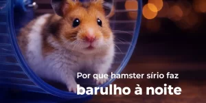 Hamster sírio marrom e branco em roda azul com bokeh ao fundo