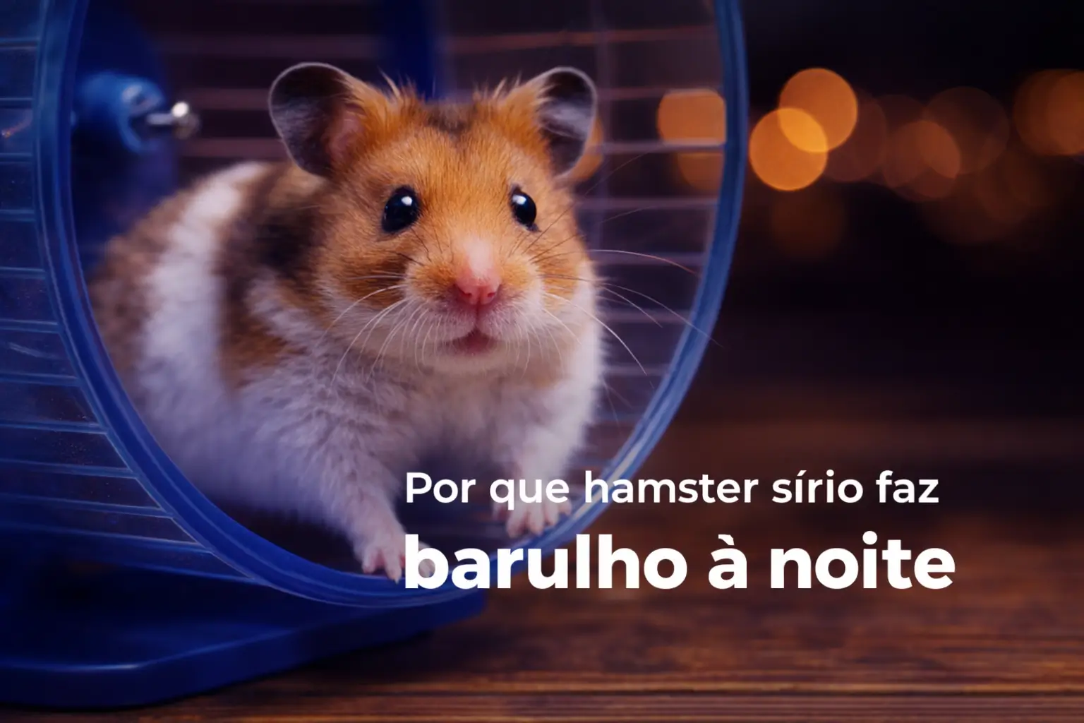 Hamster sírio marrom e branco em roda azul com bokeh ao fundo
