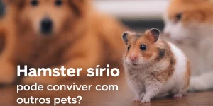 Hamster sírio curioso com olhos brilhantes e dois cães ao fundo.
