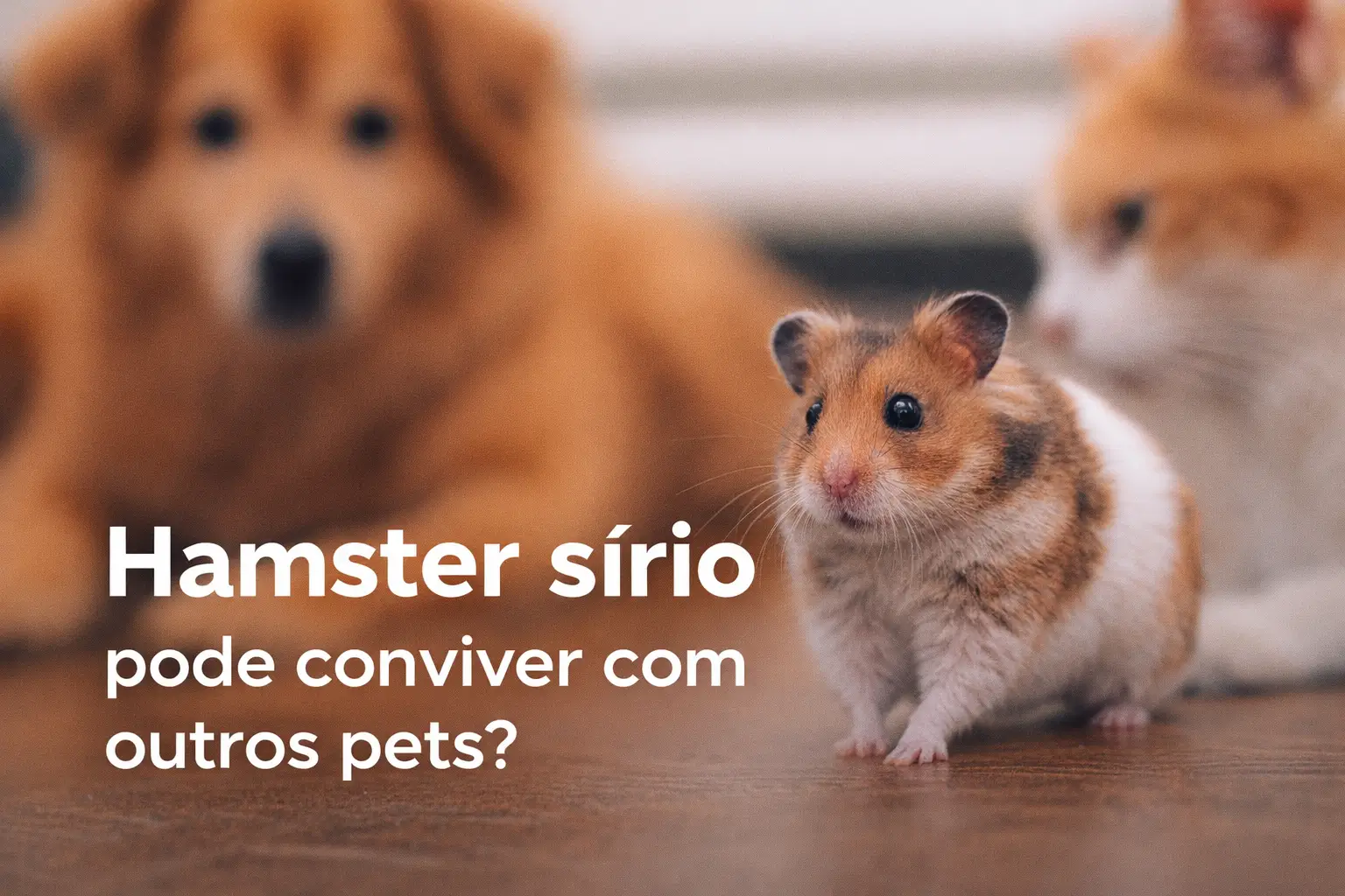 Hamster sírio curioso com olhos brilhantes e dois cães ao fundo.