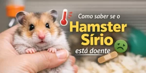 Hamster Sírio sendo monitorado por saúde em uma mão humana