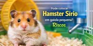 Hamster Sírio em cama de cavacos com roda amarela ao fundo