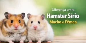 Dois hamsters sírios em um superfície de madeira com fundo verde