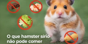Hamster sírio com alimentos proibidos como chocolate, camarão, alface e amendoim