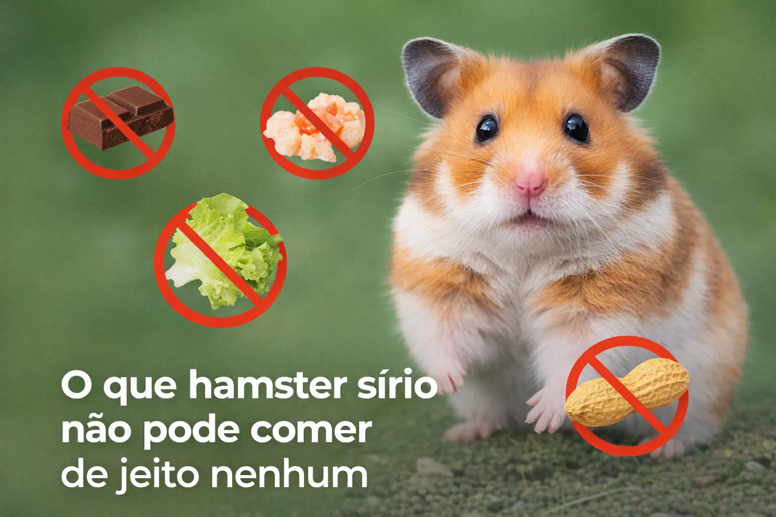 Hamster sírio com alimentos proibidos como chocolate, camarão, alface e amendoim