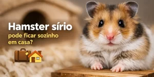 Hamster sírio em plataforma de madeira com esconderijo ao fundo