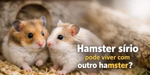 Dois hamsters sírios dourados juntos em serragem com buraco ao fundo