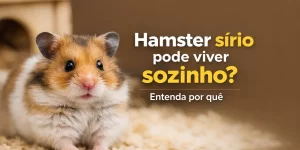 Hamster sírio laranja, branco e marrom em cama de material macio com abrigo de madeira