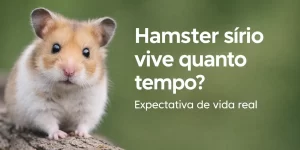 Hamster sírio marrom e branco em cima de um tronco com fundo verde