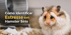Hamster Sírio estressado com as patas na cabeça em frente a roda