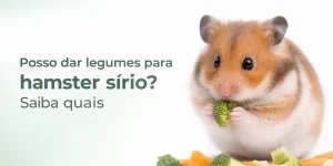 Hamster sírio segurando brócolis com vegetais ao fundo