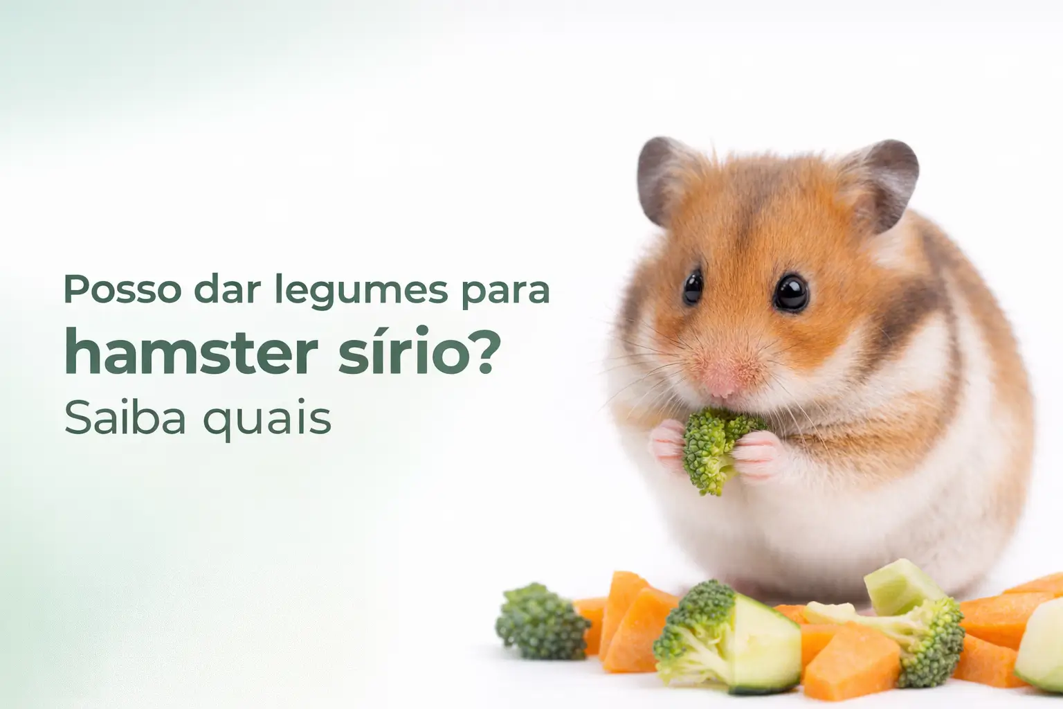 Hamster sírio segurando brócolis com vegetais ao fundo
