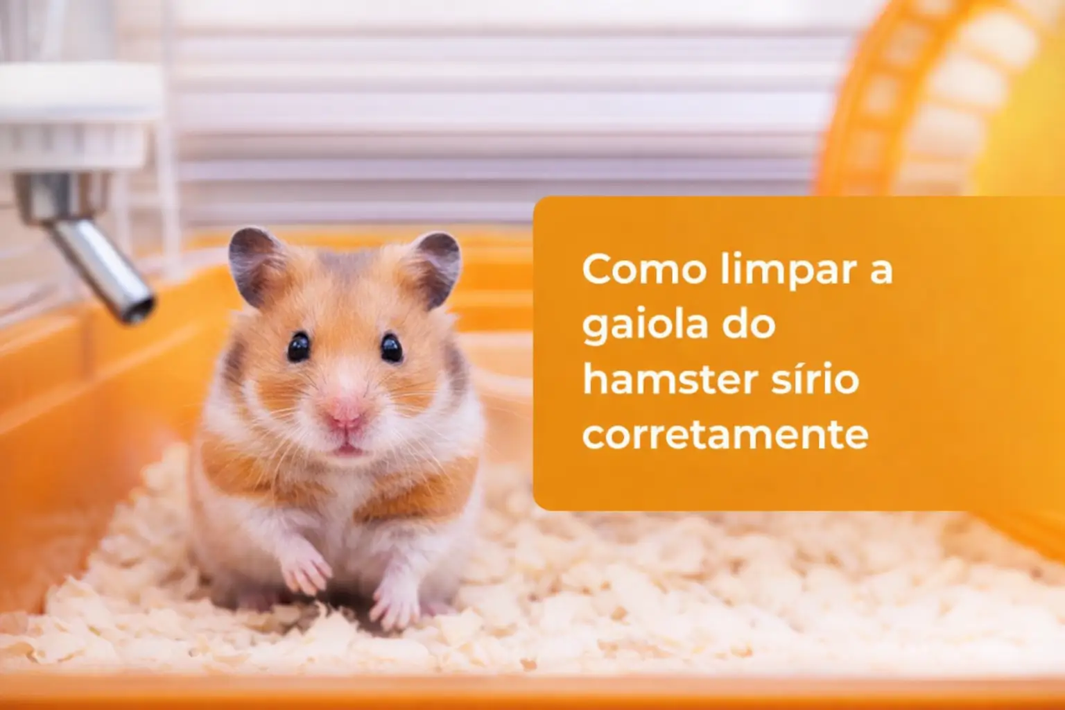 Hamster sírio em gaiola laranja com texto sobre limpeza de gaiola