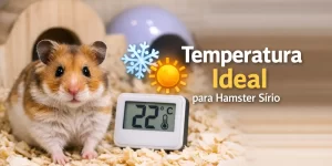 Hamster sírio em habitat com termômetro e temperatura ideal de 22°C.