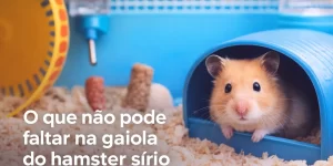 Hamster sírio em toca azul com roda de exercício ao fundo