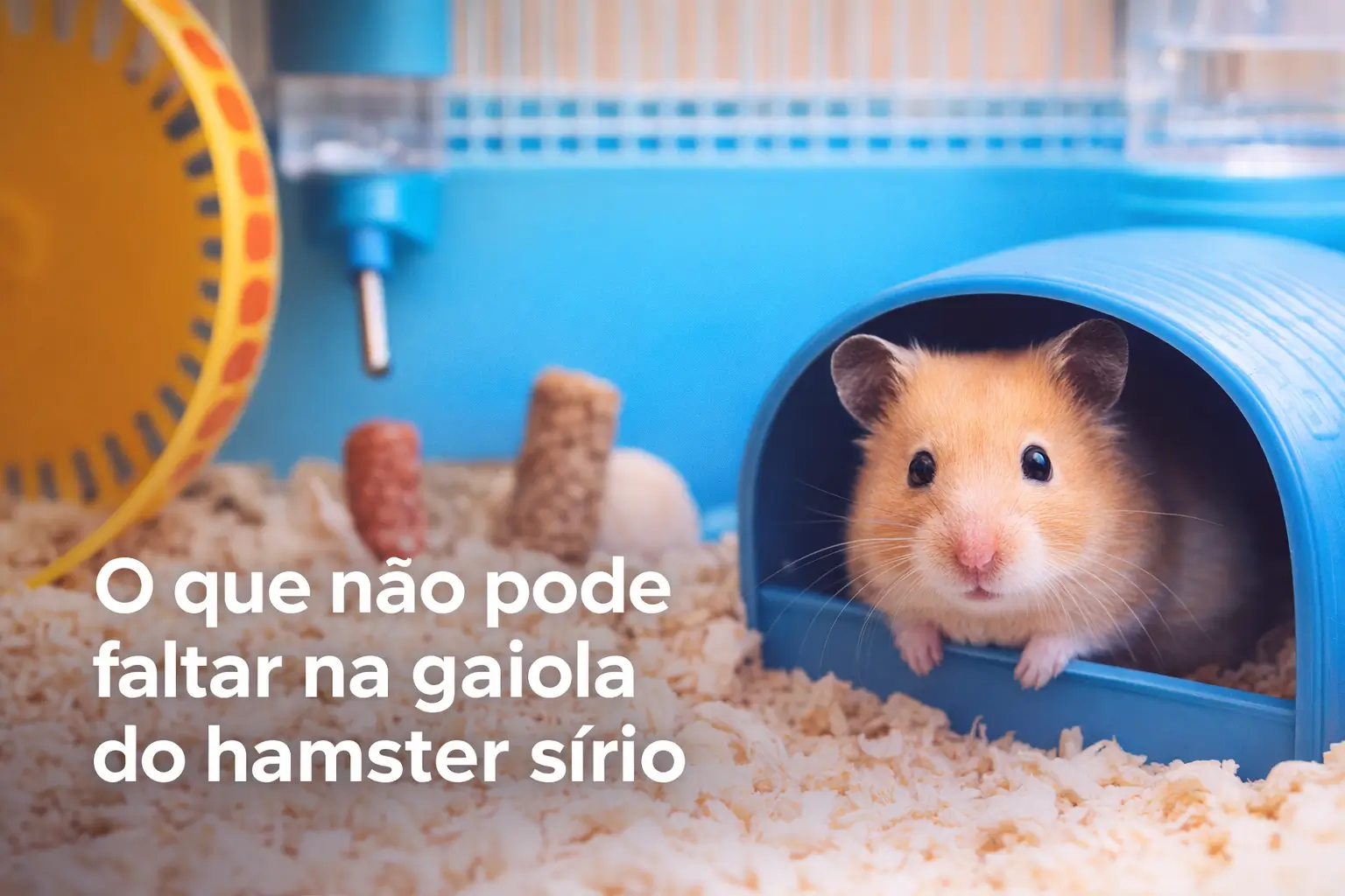 Hamster sírio em toca azul com roda de exercício ao fundo