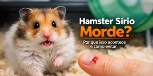 Hamster sírio branco e laranja com expressão curiosa e fundo de roda de hamster