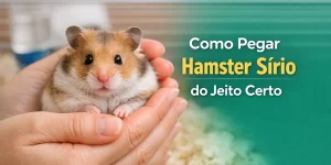 Hamster sírio sendo segurado gentilmente nas mãos de uma pessoa