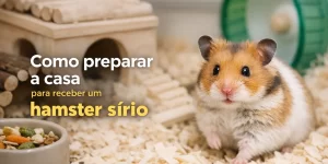 Hamster sírio em habitat com casa, roda e comida colorida