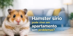 Hamster sírio em cômodo iluminado com sofá ao fundo